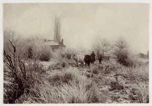 "Vacas em um campo gelado", versos 1890 de Unbekannt