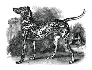 Cão dálmata, 1848 de Unbekannt