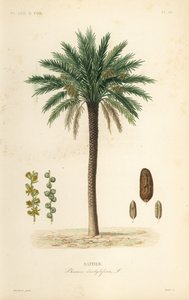 Data palmeira, Phoenix dactylifera, Dattier de Unbekannt
