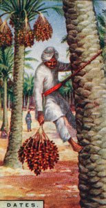 Datas. - Gathering the Fruit, África do Norte, 1928 de Unbekannt