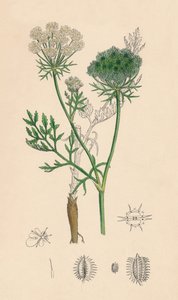 Daucus Carota. Cenoura Selvagem, Século XIX de Unbekannt