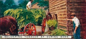 Entregando Tabaco em Curing Barn, 1926 de Unbekannt