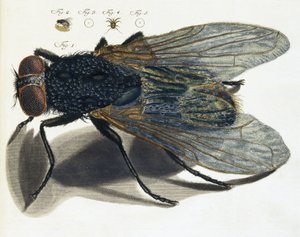Descrição microscópica de uma mosca de Unbekannt