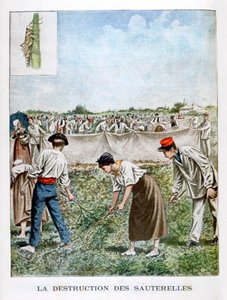 Destruindo o gafanhoto, 1901 de Unbekannt