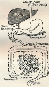 Diagrama mostrando o Canal Alimentar, que passa através do corpo, c1934 de Unbekannt