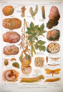 Doenças da batata, c1920 de Unbekannt