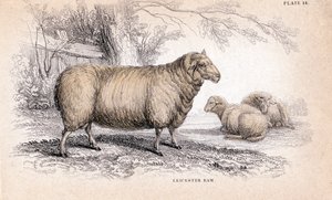 Dishley New Leicester Ram, c1840 de Unbekannt