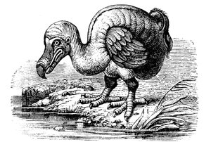 Dodo, 1884 de Unbekannt