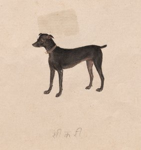 Cão, de 1800. de Unbekannt