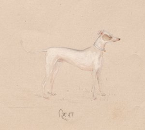 Cão, de 1800. de Unbekannt