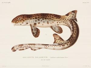 Peixe Cão, 