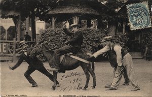 Burro Tetu e Recalcitrante - Cartão Postal datado de 1904 de Unbekannt