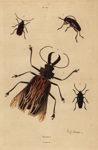 Dorysthenes paradoxus 1, Macrodontia cervicornis, vulnerable 2, Elateropsis lineatus 3 e Prionus versicolor 4 de Unbekannt