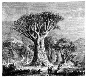 Dracona de Icod, Tenerife, Espanha, c1900s de Unbekannt