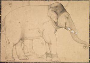 Desenho de um elefante, c. 1700 de Unbekannt