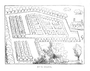 Duck Island, c1870 de Unbekannt