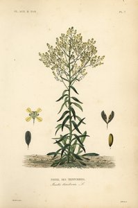 A lã de Dyer, Isatis tinctoria, Pastel des Teinturers de Unbekannt
