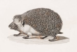 Ouriço-cacheiro de Unbekannt