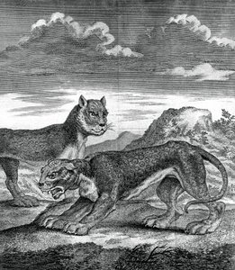 Leopardo das Índias Orientais, 1750 de Unbekannt