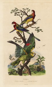 Rosella oriental, exames Platycercus e Amazona, Amazona ochrocephala de Unbekannt