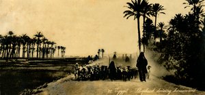 Egito - Pastor dirigindo para casa, c1918-c1939. de Unbekannt