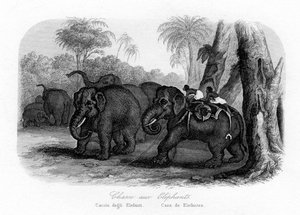 Caça ao elefante, Índia, c1840 de Unbekannt