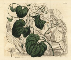 Pata de elefante, Dioscorea elephantipes (Fêmea de cabo bryony, Tamus elephantipes faemina) de Unbekannt