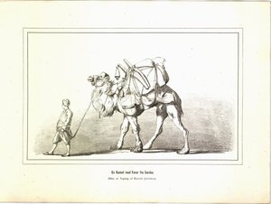 Um camelo com um motorista da Sardis. Ilustração retirada do livro Brogede rejsebilleder de Jerichau-Baumann, Elisabeth e publicado por Forlagsbureauet (Copenhagen, 1881) de Unbekannt