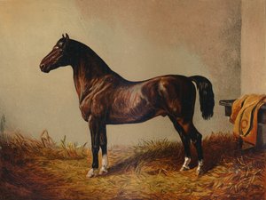Pony Hack inteiro Don Carlos, c1897. de Unbekannt