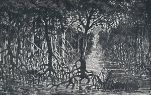 Floresta africana equatorial, 1924 de Unbekannt