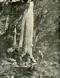 Eurobin Falls, montanhas de búfalo, 1901. de Unbekannt