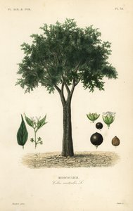 Urtiga europeia, hackberry mediterrânica, loteeiro, ou meleiro, Celtis australis, micocoulier de Unbekannt