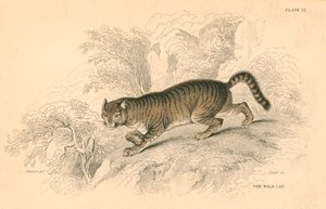gato selvagem europeu Felis de 1828 de Unbekannt