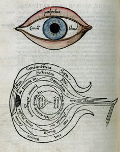 Estrutura dos Olhos do olho de Unbekannt