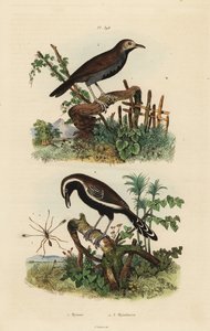 Fairyflyfly, Mymar pulchellum 1, formicivora grisea 2 e formiga de garganta negra, Myrmophylax atrothorax melanura 3 de Unbekannt