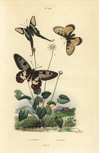 Falso apolo, Archon apollinus 1, rabo de dragão branco, Lamproptera curius 2, e rabo de andorinha, Cressida cressida 3, capim de parnassus, Parnassia palustris 4 de Unbekannt