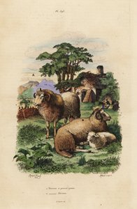 Ovinos de cauda gorda, Ovis aries 1, e Merino ovinos, Ovis aries 2 de Unbekannt
