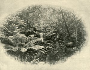 Samambaia da árvore da samambaia, Tasmânia, 1901. de Unbekannt