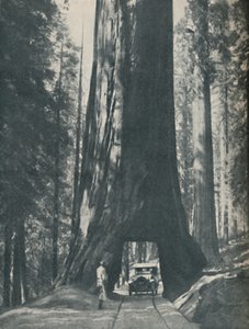 Espécime fino do maior organismo que já viveu, c1935 de Unbekannt