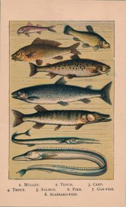Peixe, 1907, 1907 de Unbekannt