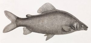 Peixe: Le Characin Nefasch de Unbekannt