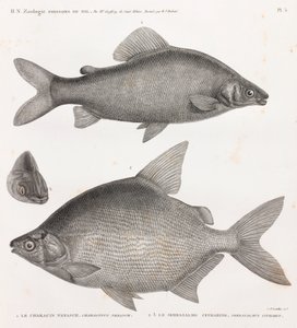 Peixe: Le Characin Nefasch & Le Serrasalme Citharine de Unbekannt