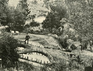 Piscinas de peixes, Ercildoune, perto de Ballarat, 1901. de Unbekannt