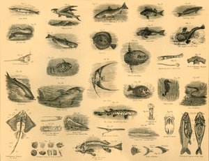 Peixes, c1910. de Unbekannt