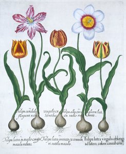 Cinco tulipas, 1613 de Unbekannt