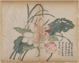 Lotus e botão de florescência, século XVIII. de Unbekannt