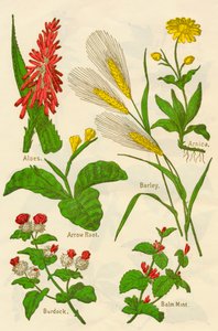 Flores: Aloés, Arnica, Raiz de Seta, Cevada, Hortelã-Bálsamo, Bardana, c1940. de Unbekannt