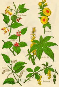 Flores: doce amargo, espinheiro, cubebs, chicória, óleo de mamona, bérberis, c1940.