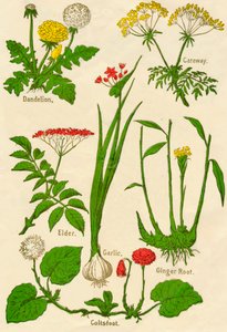 Flores: Dente-de-leão, cominho, ancião, alho, Coltsfoot, raiz de gengibre, c1940