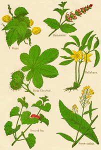 Flores: Lúpulo, Horsemint, Castanha da Índia, Hellebore, Hera moída, Rabanete, c1940